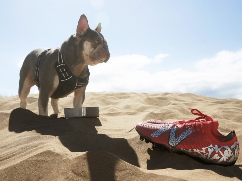 giày bóng đá New Balance Tekela V4 'Paisley'