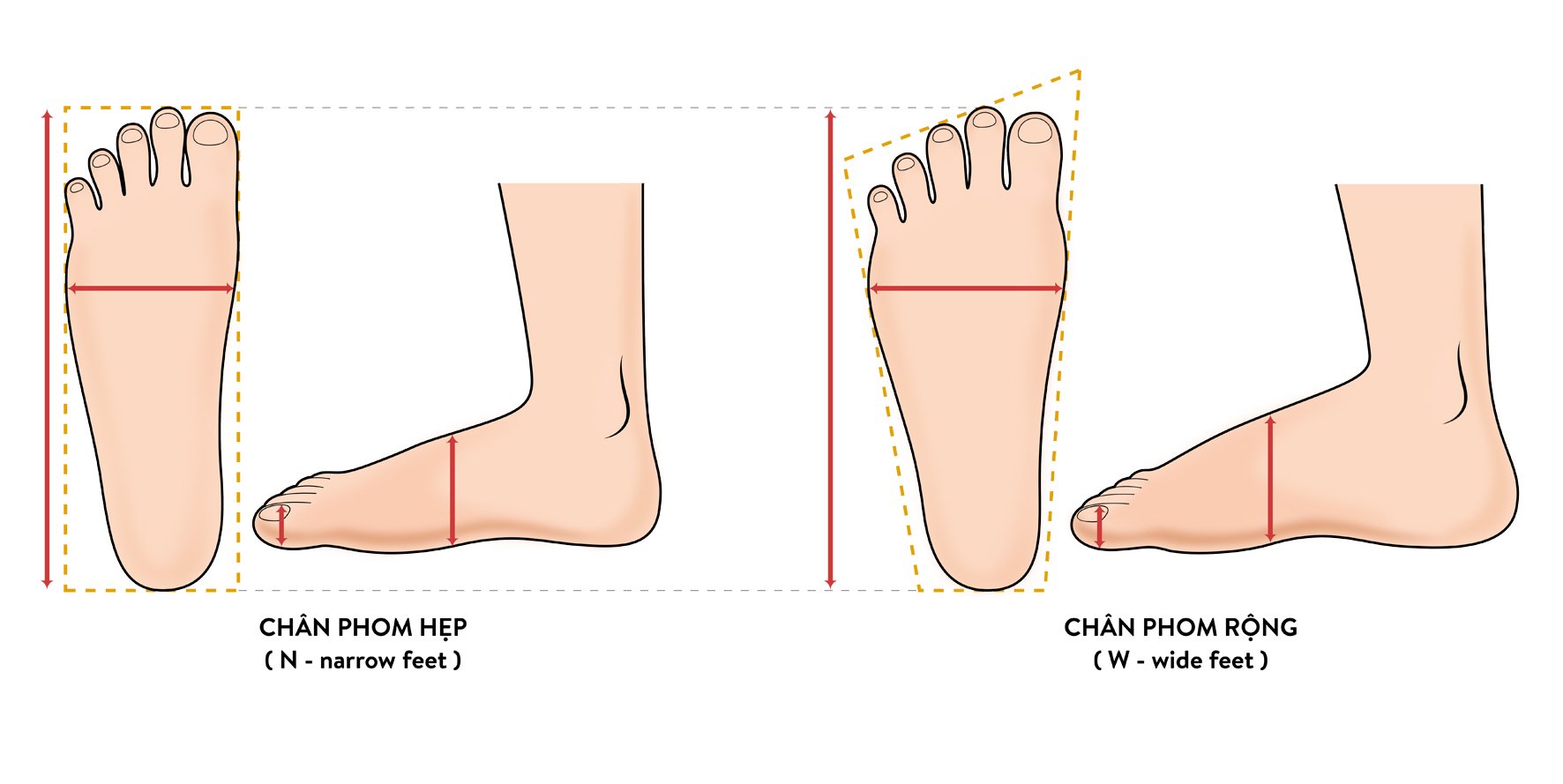 Phân biệt dáng chân để lựa chọn giày đá bóng phù hợp